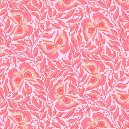 Enlightenment - Cotton Candy